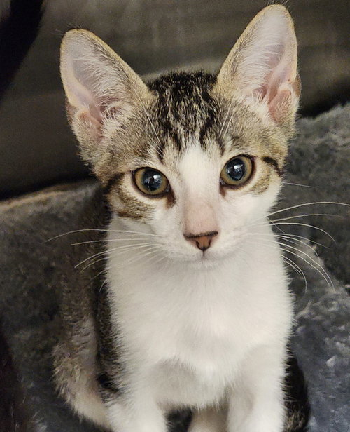 MACON - Domestic Short Hair available for adoption