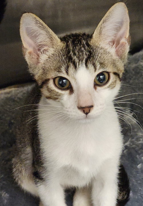 MACON - Domestic Short Hair available for adoption