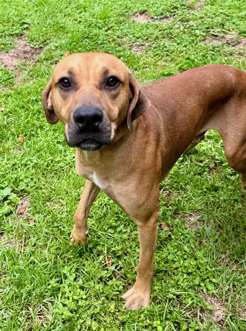 picture of the dog needing adoption