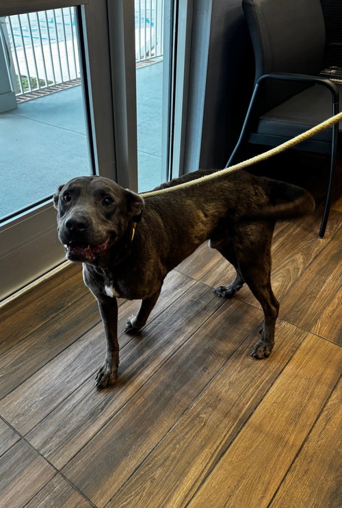 DOUGLAS - Terrier available for adoption