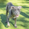 Douglas - Photo 1