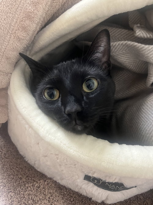 picture of the cat needing adoption