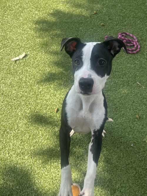 GLITTER - Terrier available for adoption