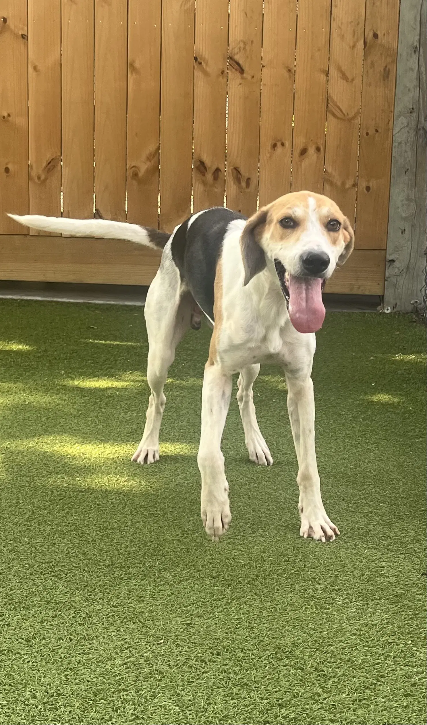 Tillman - Hound