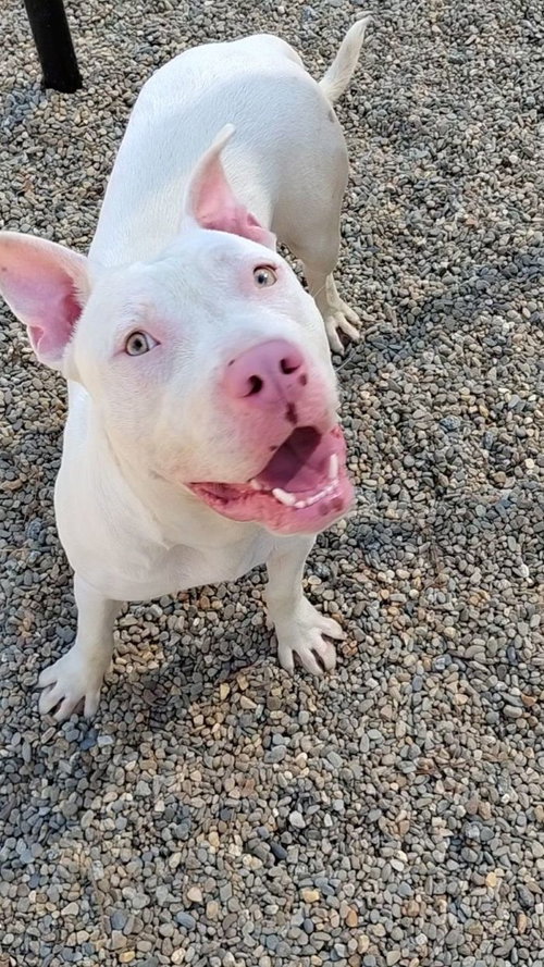 CASPER - Terrier available for adoption
