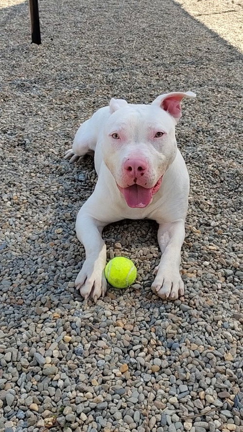 CASPER - Terrier available for adoption