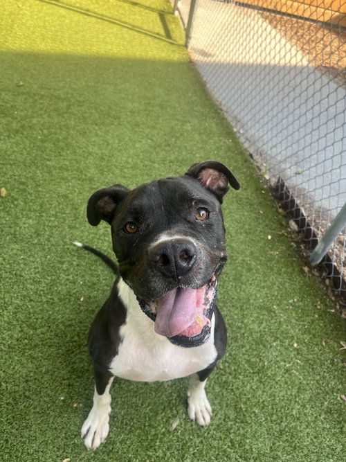 WAGNER - Boxer available for adoption