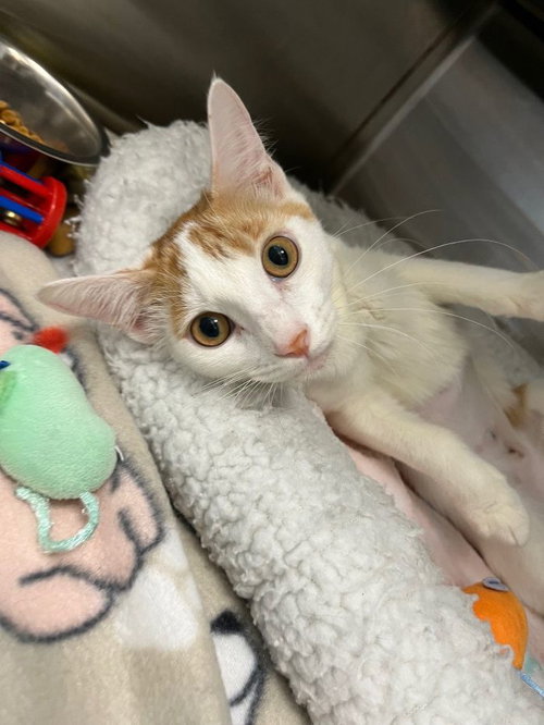 picture of the cat needing adoption