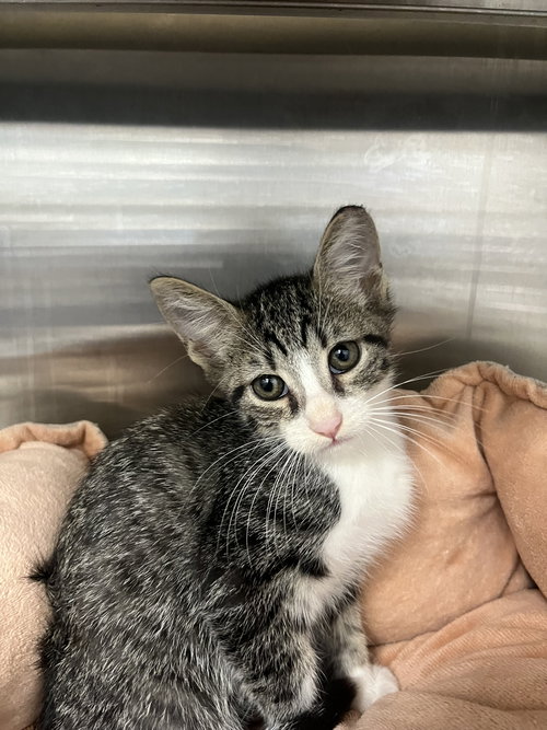 picture of the cat needing adoption