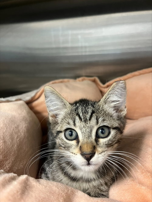picture of the cat needing adoption