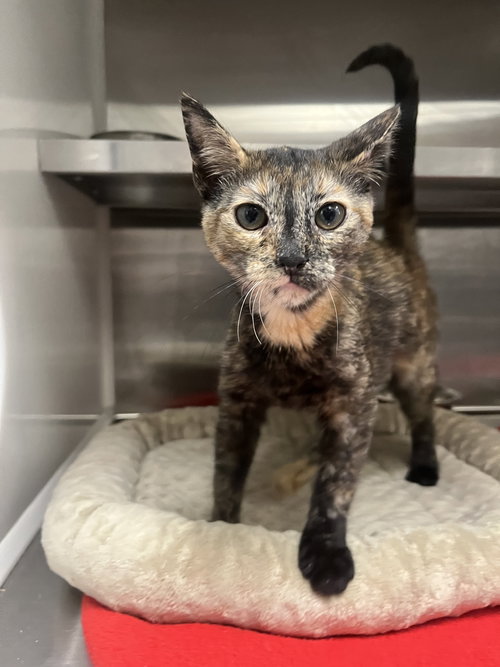 picture of the cat needing adoption