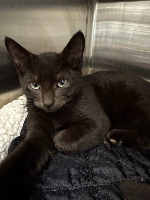 picture of the cat needing adoption