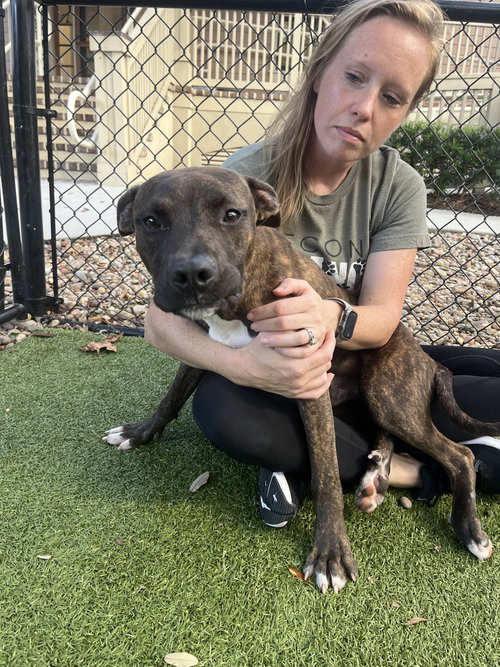 picture of the dog needing adoption