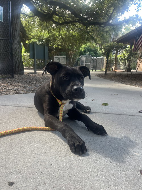 picture of the dog needing adoption