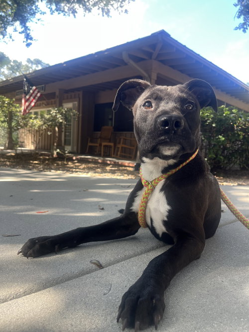 RIVER - Terrier / Labrador Retriever available for adoption