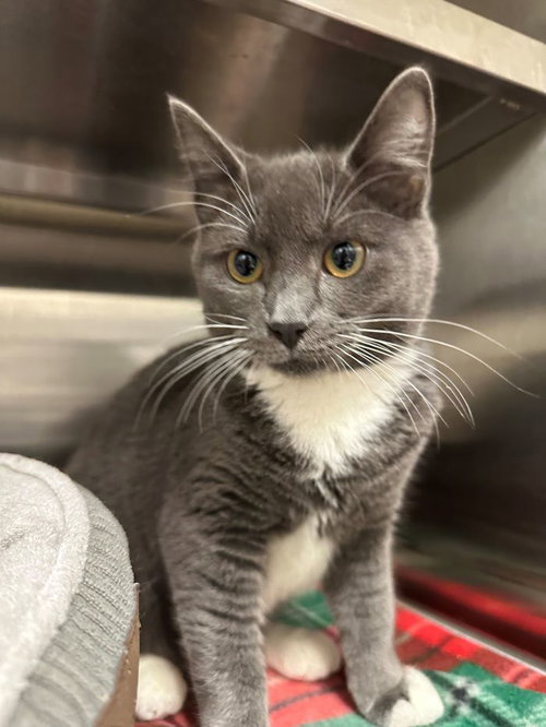 Hazard, an adoptable Domestic Short Hair in Hilton Head, SC