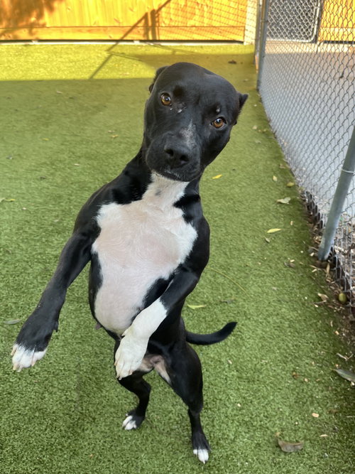 picture of the dog needing adoption