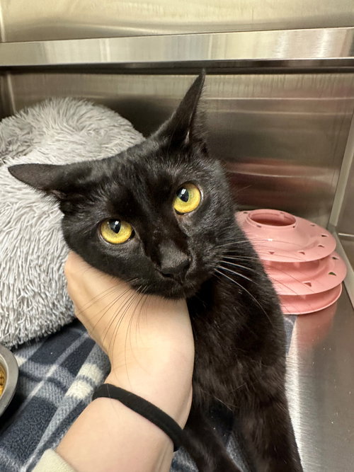 picture of the cat needing adoption