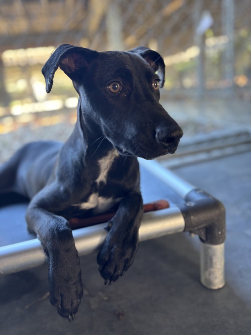 picture of the dog needing adoption