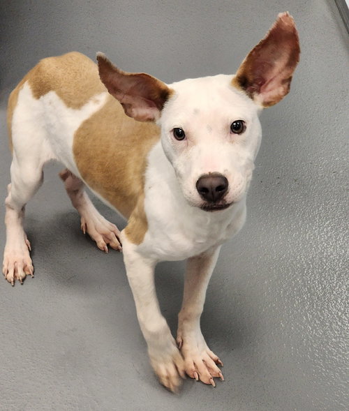 picture of the dog needing adoption