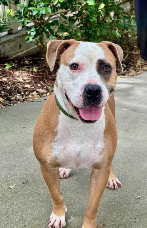 picture of the dog needing adoption