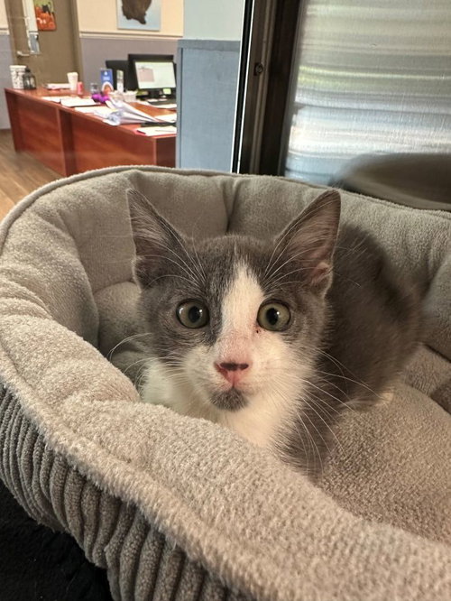picture of the cat needing adoption