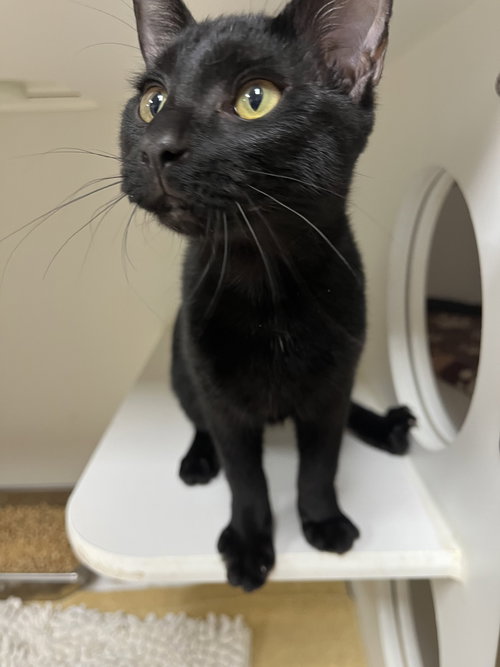 picture of the cat needing adoption