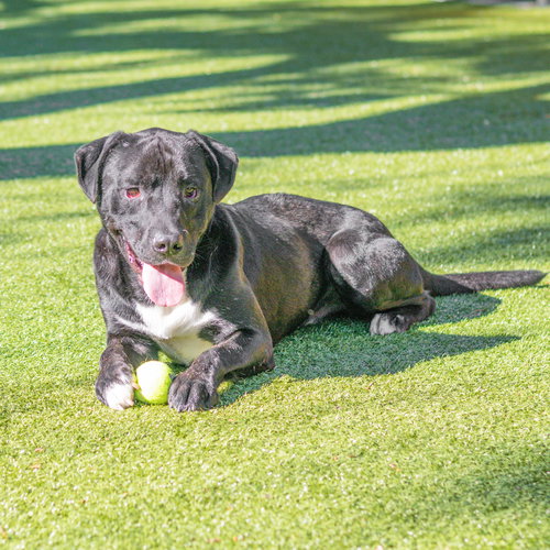 TUXX - Rottweiler available for adoption