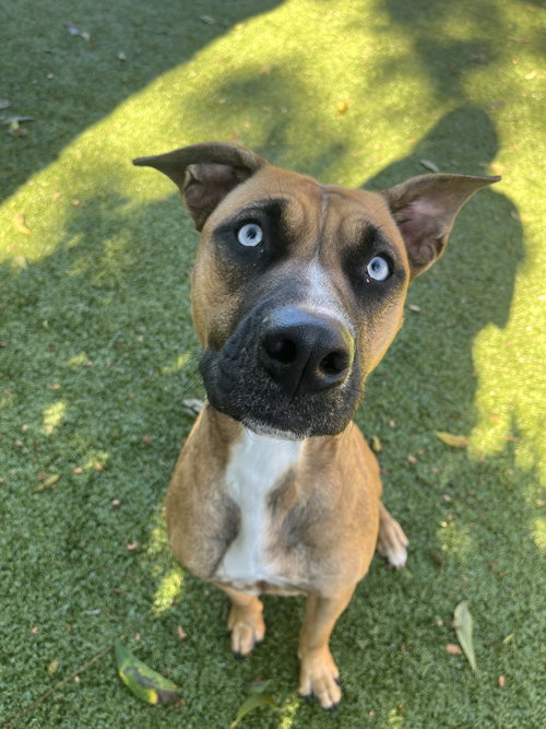 picture of the dog needing adoption