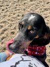 Sassafras - Photo 2