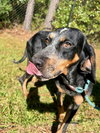 Sassafras - Photo 3