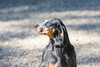 Sassafras - Photo 2
