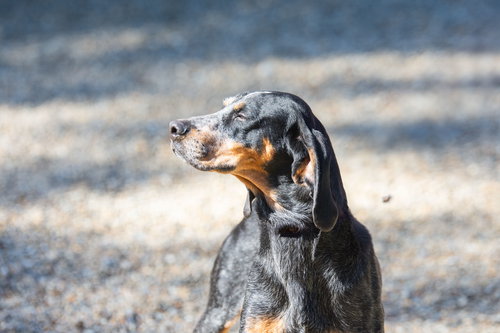 SASSAFRAS - Hound available for adoption