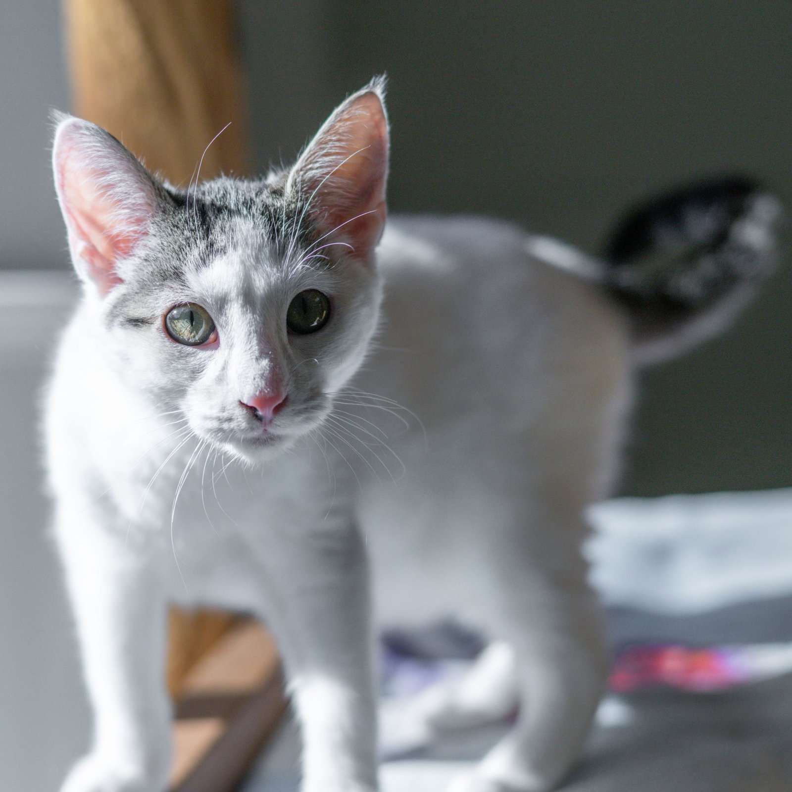 Pepper