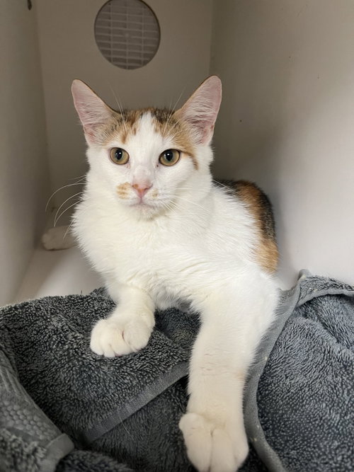 SOLARIS - Domestic Short Hair available for adoption