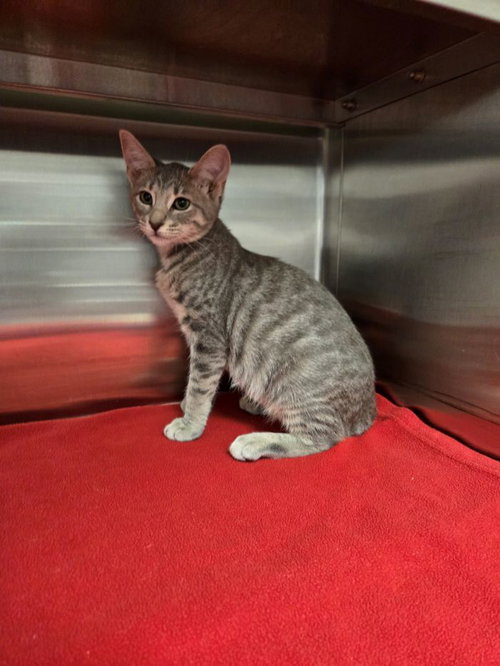 CLAUDIA - Domestic Short Hair available for adoption