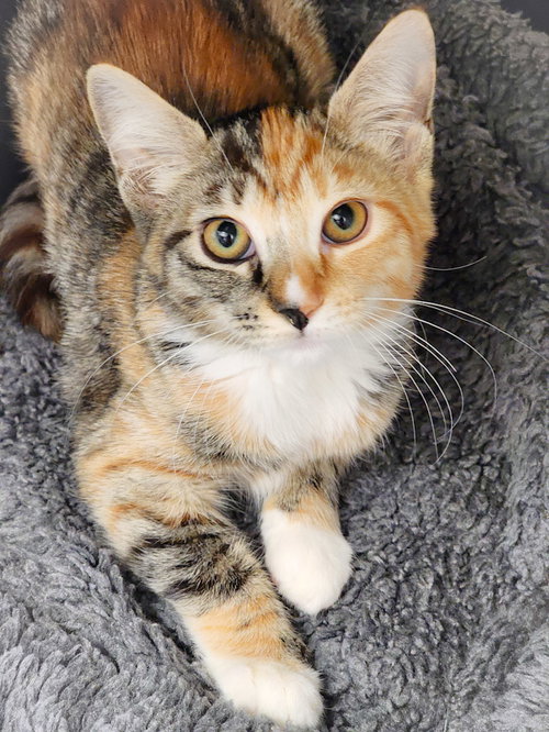 picture of the cat needing adoption