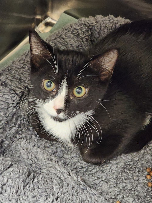 DALLAS - Domestic Short Hair available for adoption