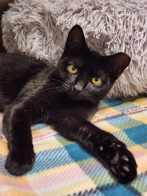 picture of the cat needing adoption