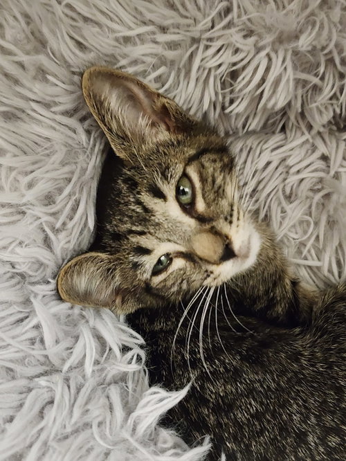 picture of the cat needing adoption