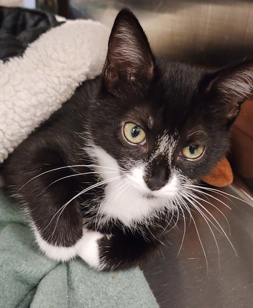 picture of the cat needing adoption