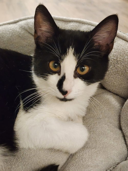 picture of the cat needing adoption