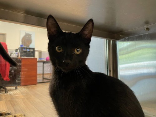 GELLERT - Domestic Short Hair available for adoption