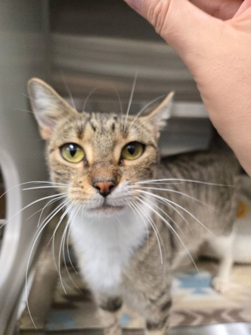 TWILL - Domestic Short Hair available for adoption