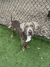 Hazel - Photo 1