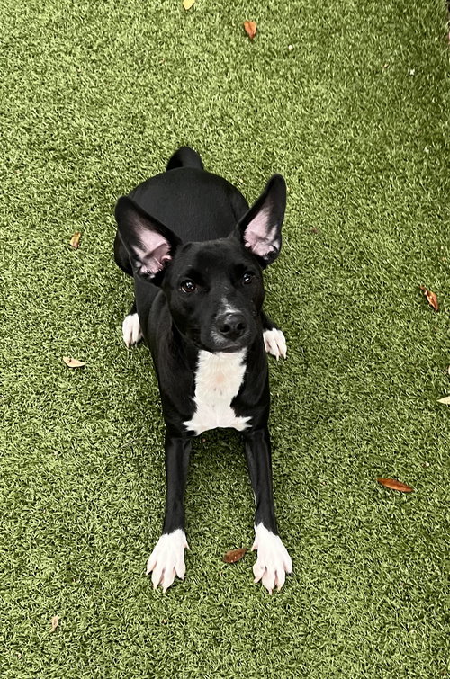 picture of the dog needing adoption