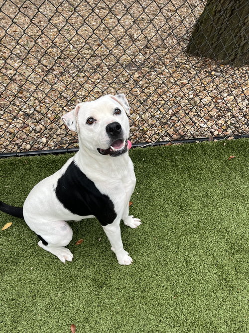 picture of the dog needing adoption