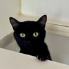 Luna - Photo 2
