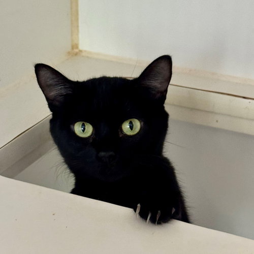 LUNA - Domestic Short Hair available for adoption