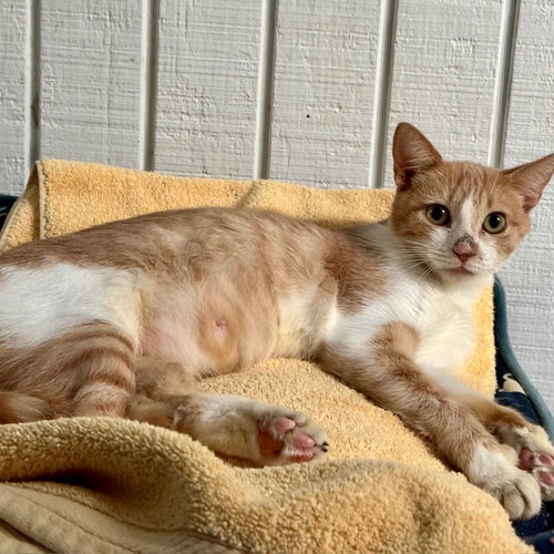 EMMA - Domestic Short Hair available for adoption